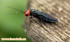 Attēlu rezultāti vaicājumam “Acantholyda erythrocephala”