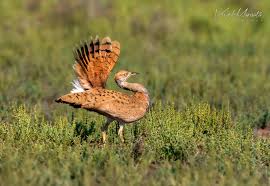 Image result for Chlamydotis macqueenii