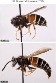 Attēlu rezultāti vaicājumam “Vespula rufa”