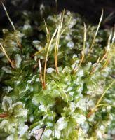 Attēlu rezultāti vaicājumam “Plagiomnium affine”