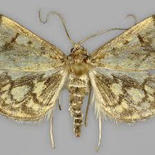 Attēlu rezultāti vaicājumam “Anania stachydalis”