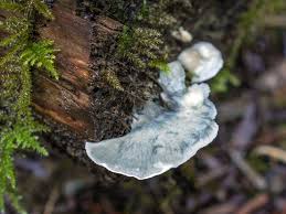 Attēlu rezultāti vaicājumam “Postia caesia”