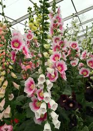 Image result for Alcea rosea `Appleblossom`
