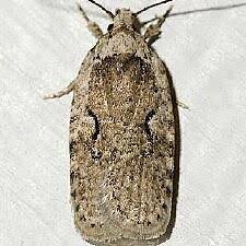 Attēlu rezultāti vaicājumam “Agonopterix ciliella”