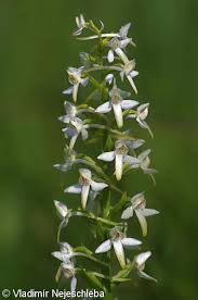 Attēlu rezultāti vaicājumam “Platanthera bifolia flower”