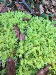 Attēlu rezultāti vaicājumam “Ptilium crista-castrensis”