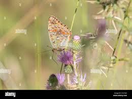Attēlu rezultāti vaicājumam “Argynnis adippe female”