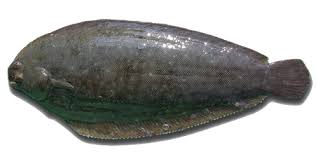 Image result for Solea solea