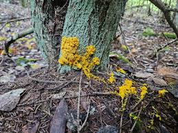 Attēlu rezultāti vaicājumam “Physarum straminipes sessile”
