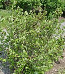Attēlu rezultāti vaicājumam “Calycanthus floridus”