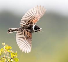 Attēlu rezultāti vaicājumam “Emberiza schoeniclus”