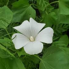 Image result for Lavatera trimestris
