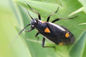 Attēlu rezultāti vaicājumam “Capsodes gothicus”