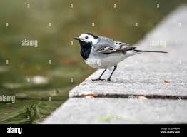 Attēlu rezultāti vaicājumam “Motacillidae”