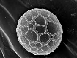 Attēlu rezultāti vaicājumam “Lamprospora tortulae-ruralis”