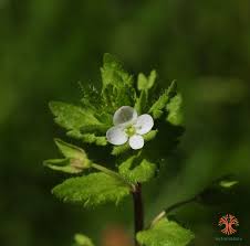 Attēlu rezultāti vaicājumam “Veronica agrestis”