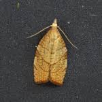 Attēlu rezultāti vaicājumam “Pandemis corylana”