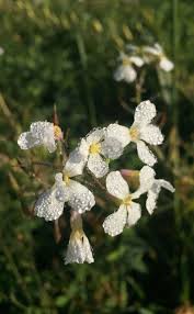 Attēlu rezultāti vaicājumam “Raphanus raphanistrum flower”