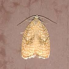 Attēlu rezultāti vaicājumam “Acleris forsskaleana”