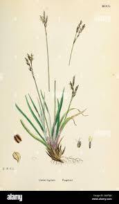 Attēlu rezultāti vaicājumam “Carex digitata”