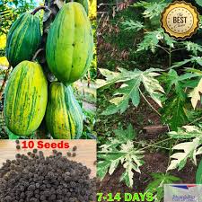Image result for Carica papaya