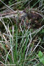 Attēlu rezultāti vaicājumam “Carex pilulifera”