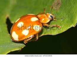 Attēlu rezultāti vaicājumam “Calvia decemguttata”