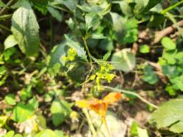 Attēlu rezultāti vaicājumam “Rorippa palustris flower”