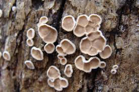 Attēlu rezultāti vaicājumam “Aleurodiscus amorphus”