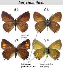 Attēlu rezultāti vaicājumam “Satyrium ilicis”