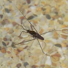 Attēlu rezultāti vaicājumam “Gerridae”