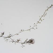 Attēlu rezultāti vaicājumam “Utricularia minor bud”