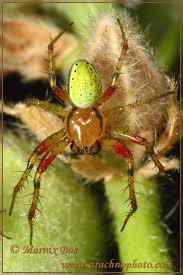 Attēlu rezultāti vaicājumam “Araniella”