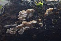 Attēlu rezultāti vaicājumam “Antrodiella semisupina”