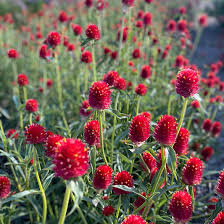 Image result for Kugelamarant