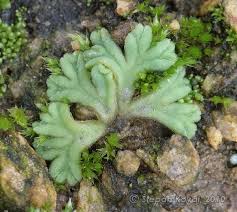 Attēlu rezultāti vaicājumam “Riccia sorocarpa macro”