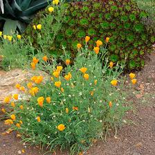 Attēlu rezultāti vaicājumam “Eschscholzia californica”