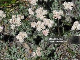 Attēlu rezultāti vaicājumam “Antennaria dioica male flower”