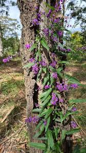 Attēlu rezultāti vaicājumam “Cribraria violacea stalked”