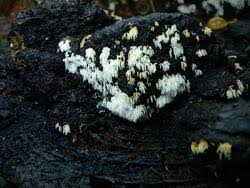 Attēlu rezultāti vaicājumam “Mucronella bresadolae”