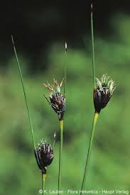 Attēlu rezultāti vaicājumam “Schoenus ferrugineus flower”