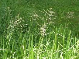 Attēlu rezultāti vaicājumam “Glyceria maxima”