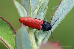 Attēlu rezultāti vaicājumam “Ampedus sp.”