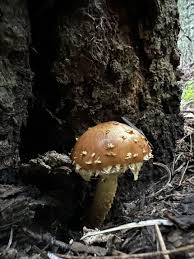 Attēlu rezultāti vaicājumam “Stropharia albocrenulata”