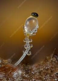 Attēlu rezultāti vaicājumam “Pilobolus crystallinus”