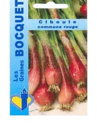 Résultat de recherche d'images pour "Allium fistulosum"