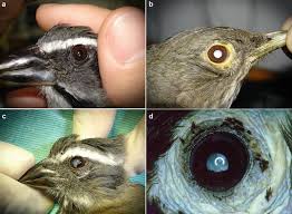 Attēlu rezultāti vaicājumam “Passeriformes”