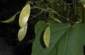 Attēlu rezultāti vaicājumam “Lunaria rediviva leaf”