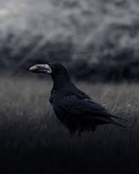 Attēlu rezultāti vaicājumam “Corvus frugilegus”