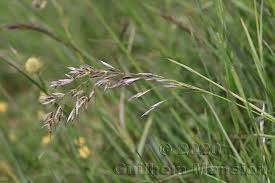 Attēlu rezultāti vaicājumam “Helictotrichon pubescens”